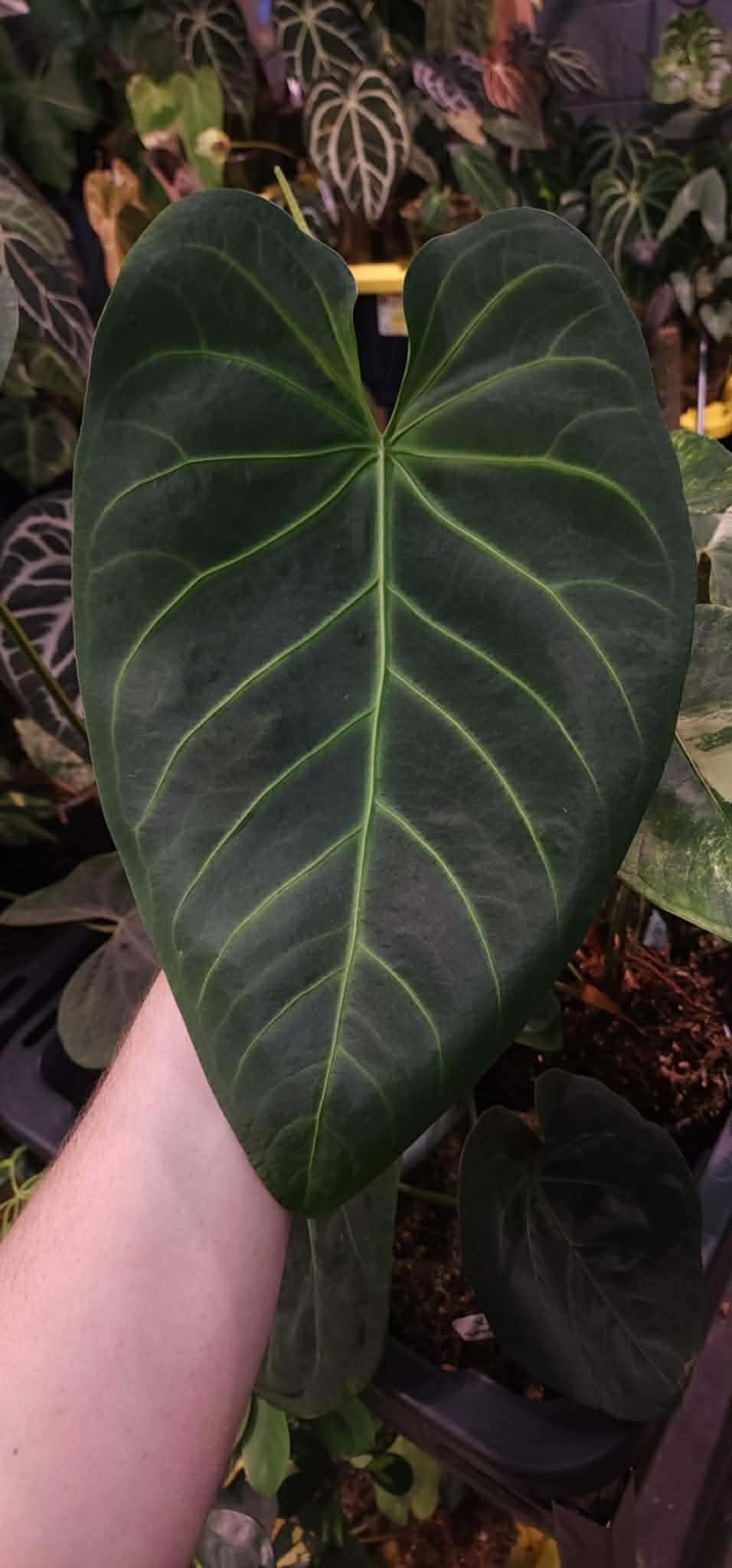((Crystal x Mag) x Forgetii) x (Mag Verde)