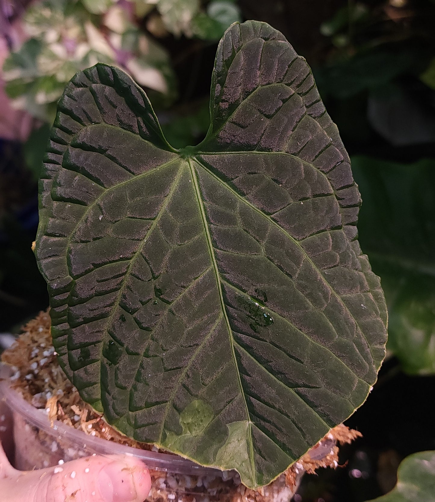 Pap CC1 x (Bess x Splendidum)