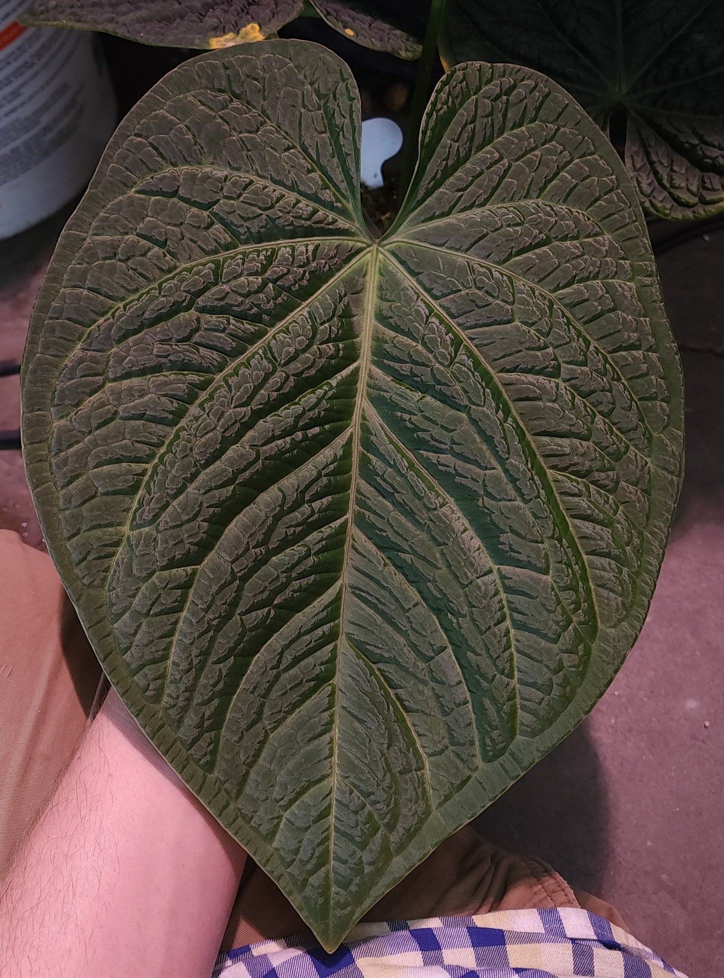 Pap Batwing x (Carla x Splendidum)