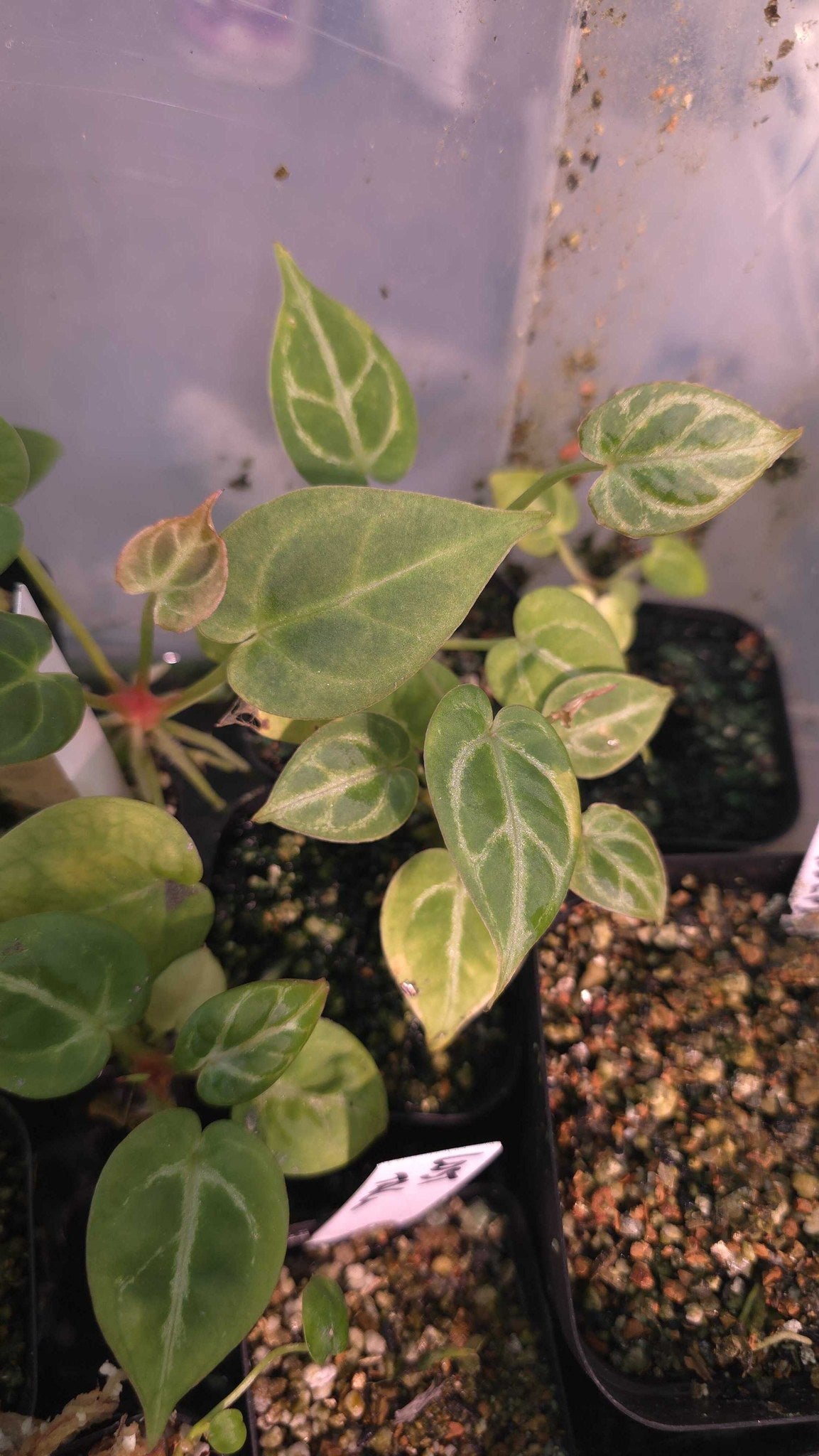 Anthurium seedling