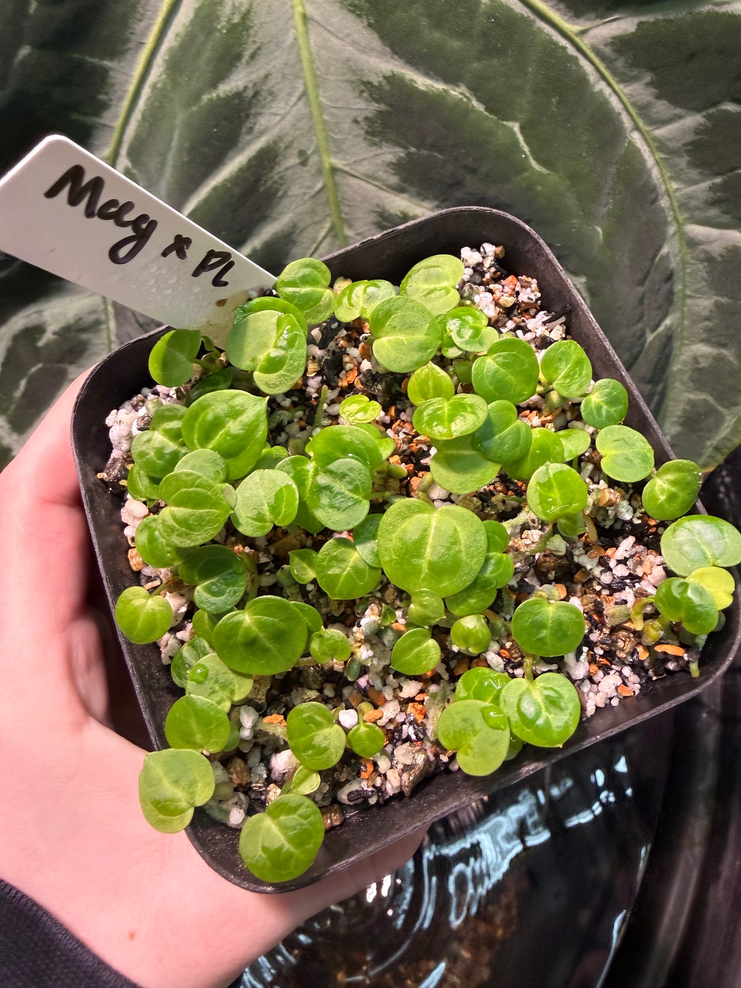 (Magnificum) x (Pink Lemonade)