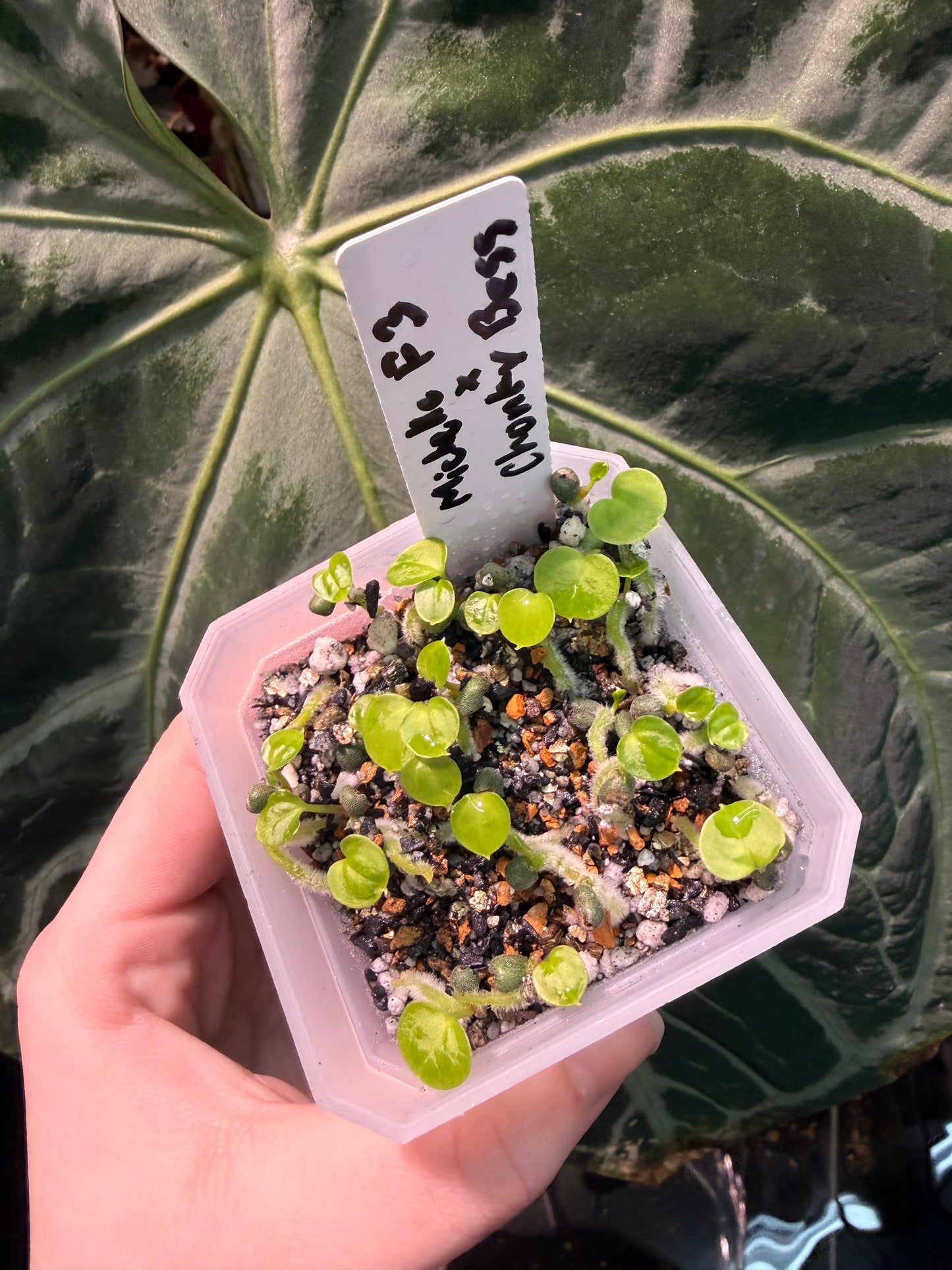 (Michelle F4) x (Bess ‘Chonky’)