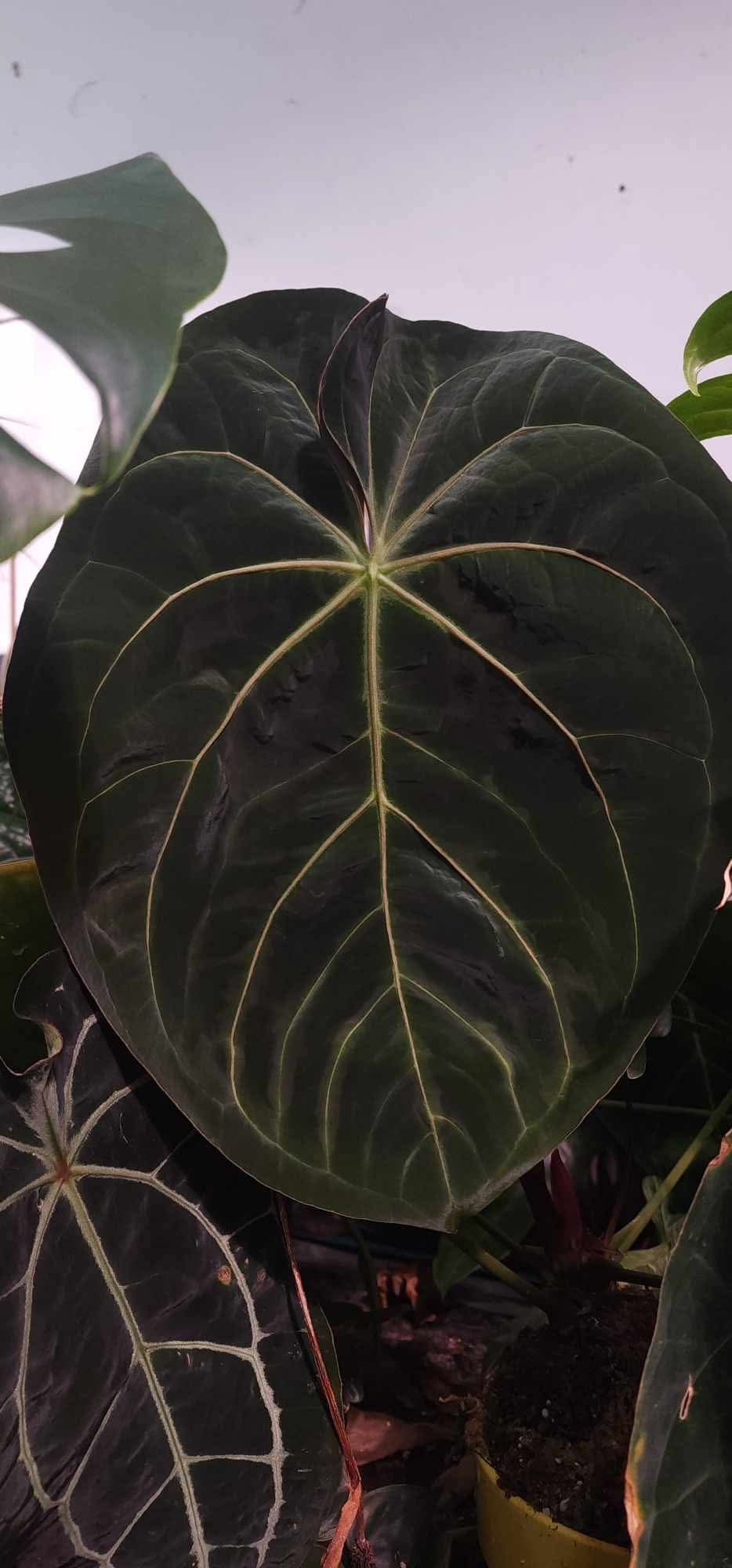 ((Pap ‘RA4’ x Self) x (Vanderbilt)) x (Coralia)