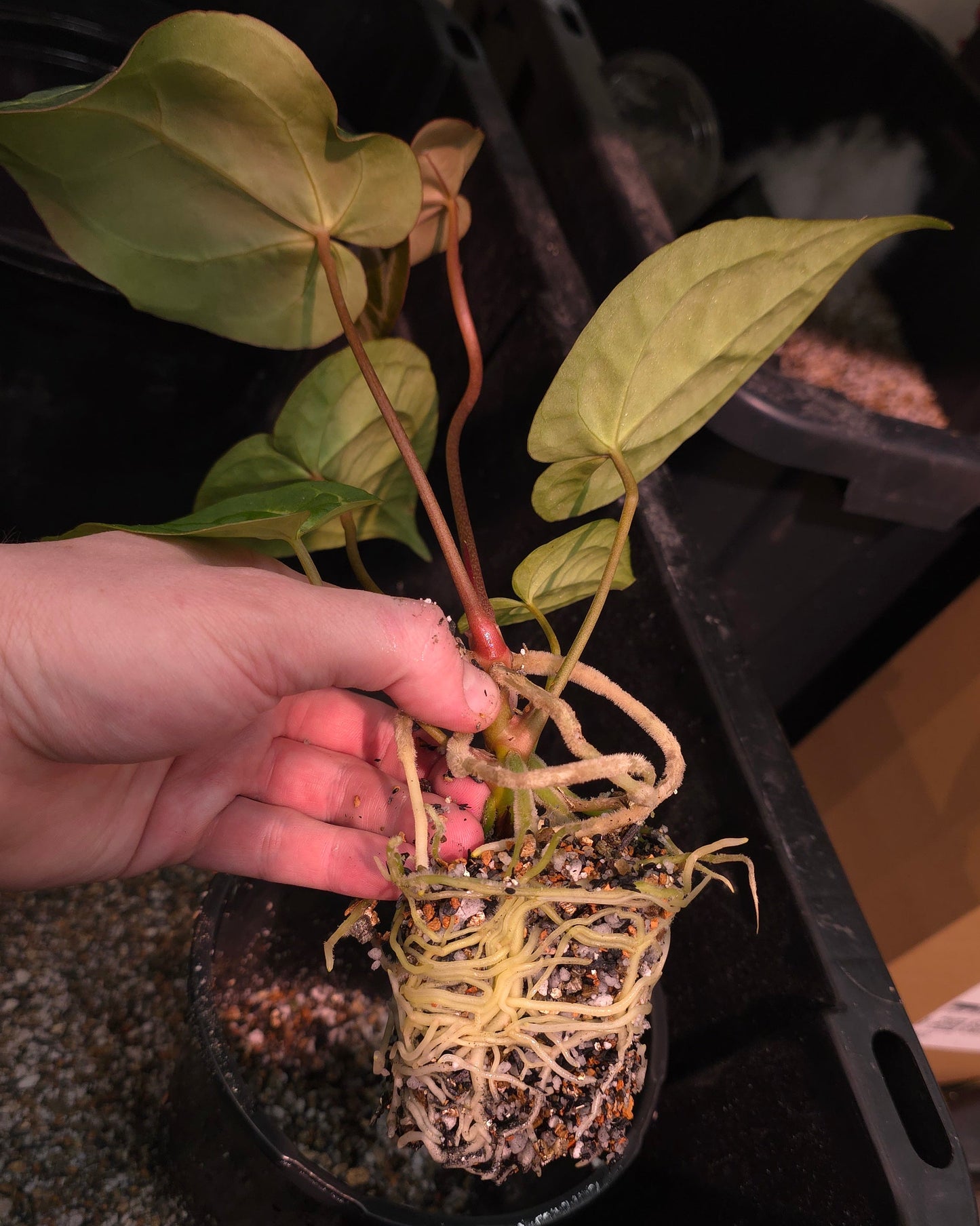 The Dirty Bowtie - Semi-Hydro Plant Substrate - Pon alternative