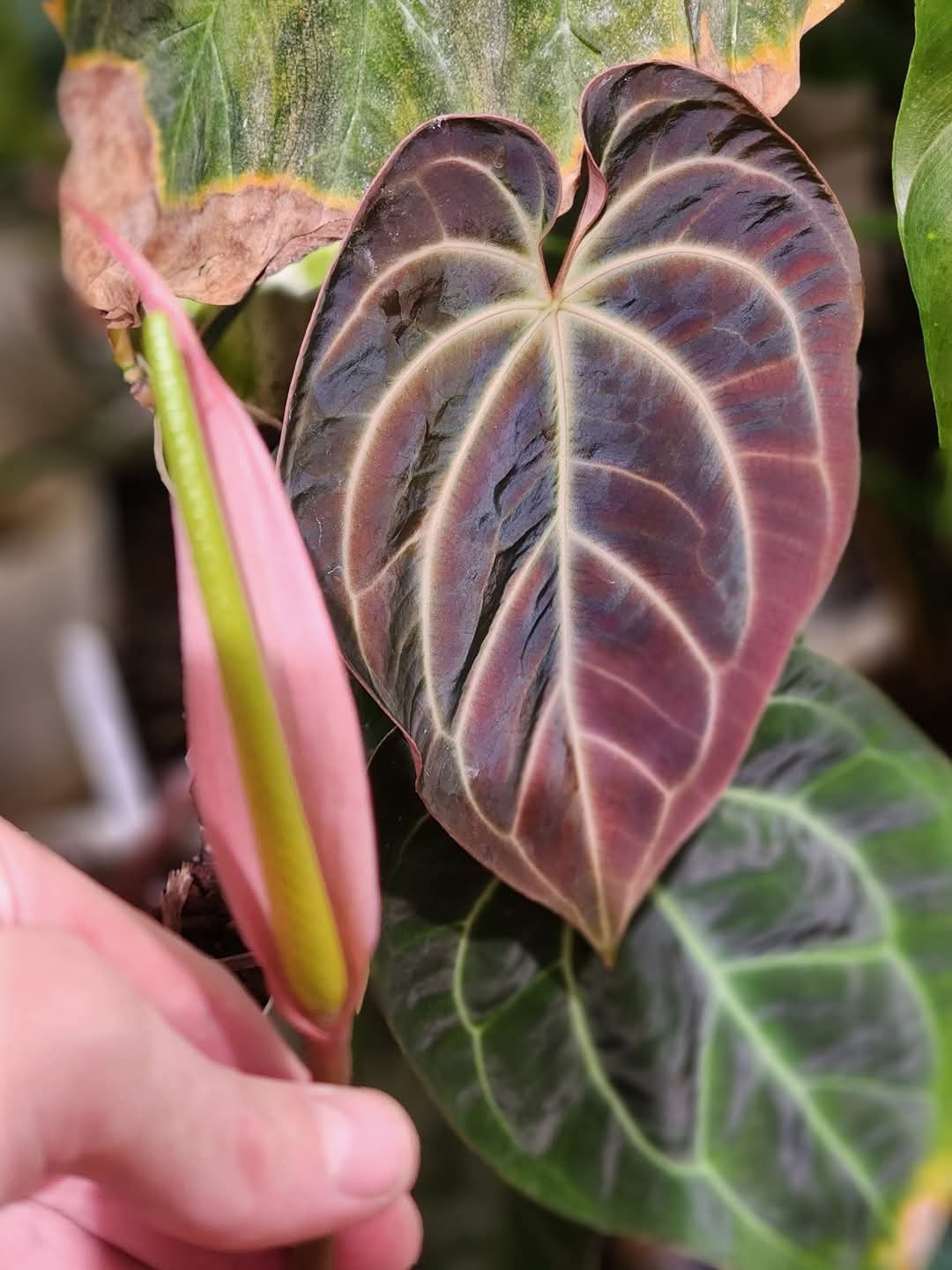 (Mag Verde x Bess ‘Rainbow’)