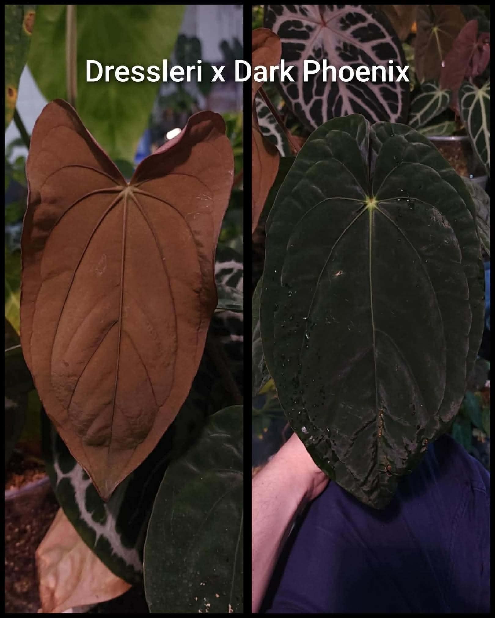 (Nightshade) x (Dress x Dark Phoenix)