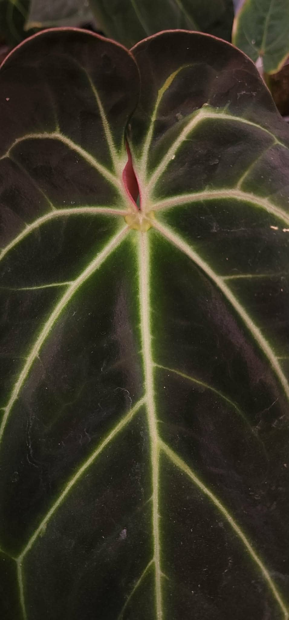 (Mag Verde x Bess ‘Rainbow’)