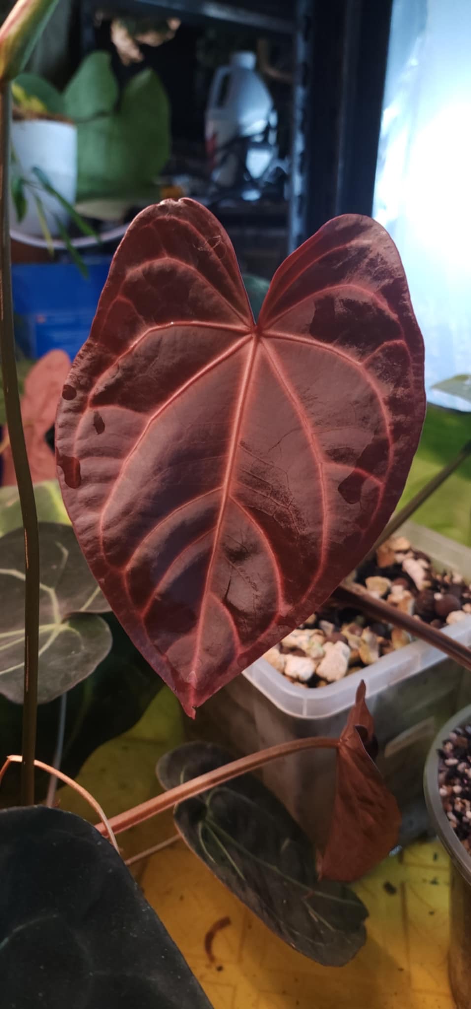 (Blue Pap x Indo Port) x (Carla x RC)