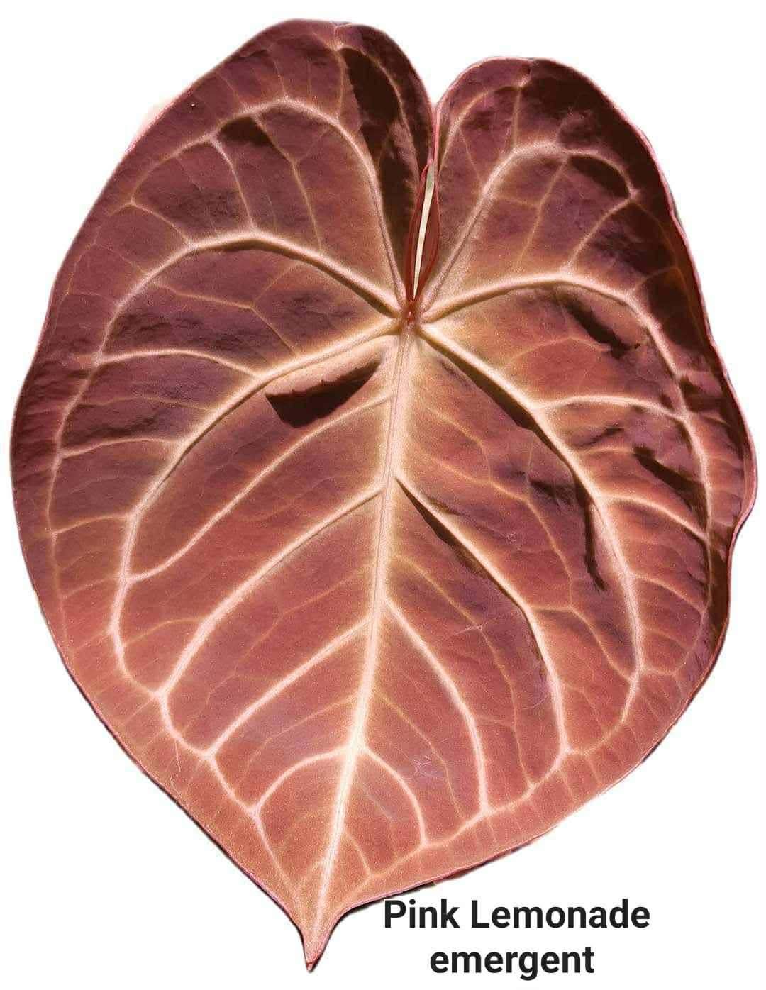 (Magnificum) x (Pink Lemonade)