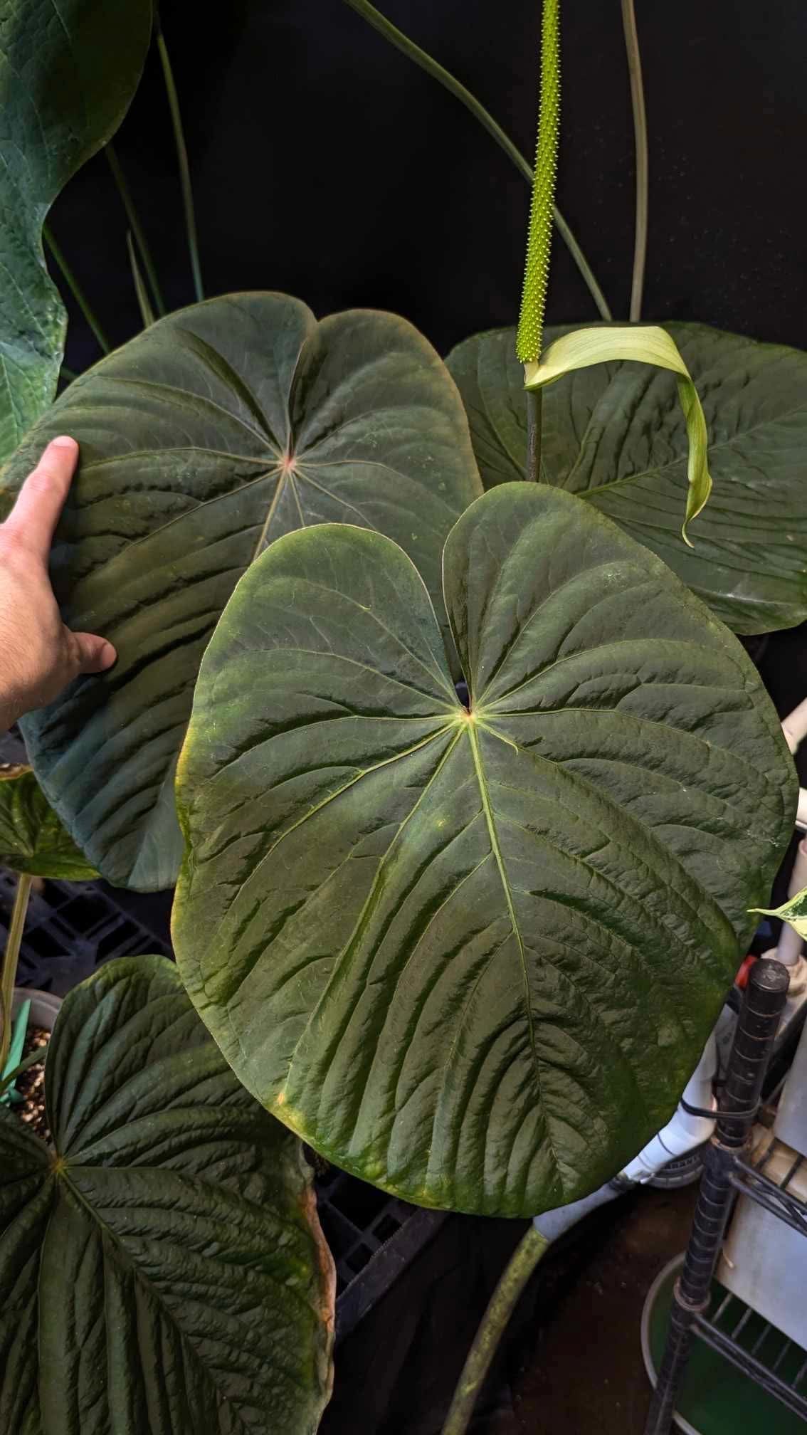 (BVEP ‘Round’ x ‘RA1’) x (Kuna ‘cc1’)