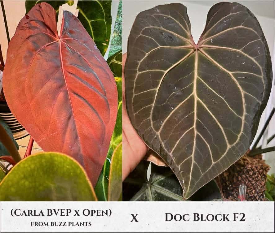 (Carla x (BVEP x Open)) x (DB F2)