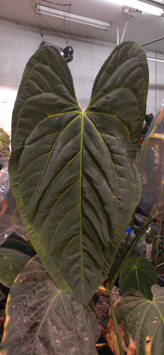 (Pap 8 x Rioclarense Wild Type “Long”) x Forgetii Black Hole