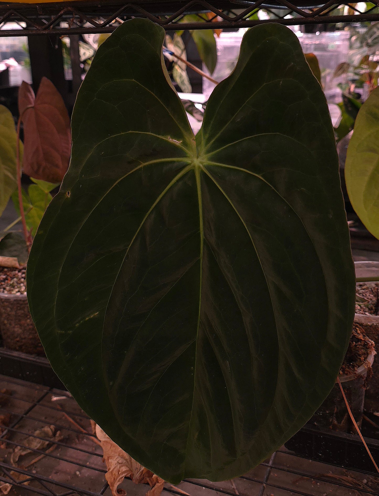 Pap CC1 x (Bess x Splendidum)