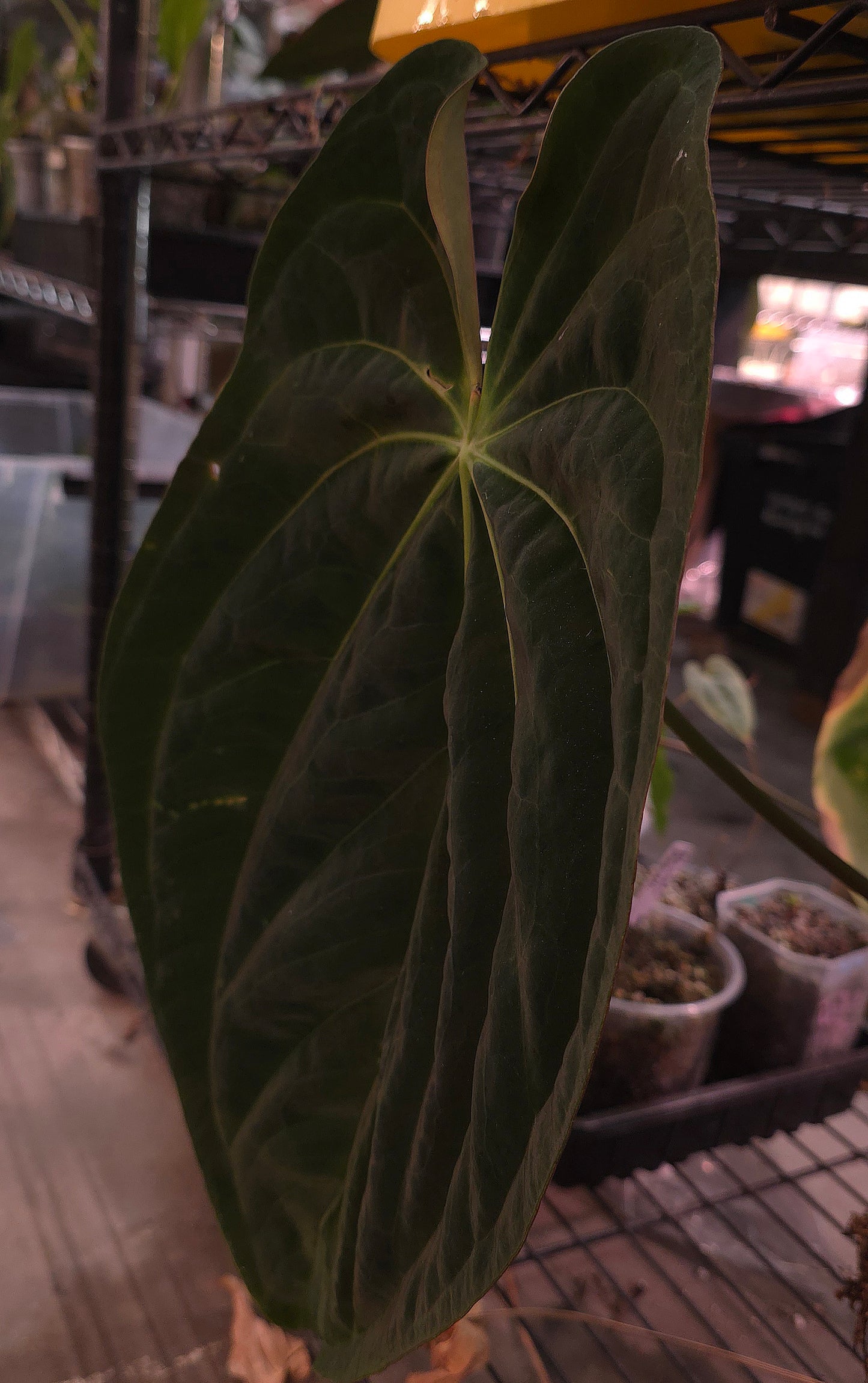 Pap CC1 x (Bess x Splendidum)