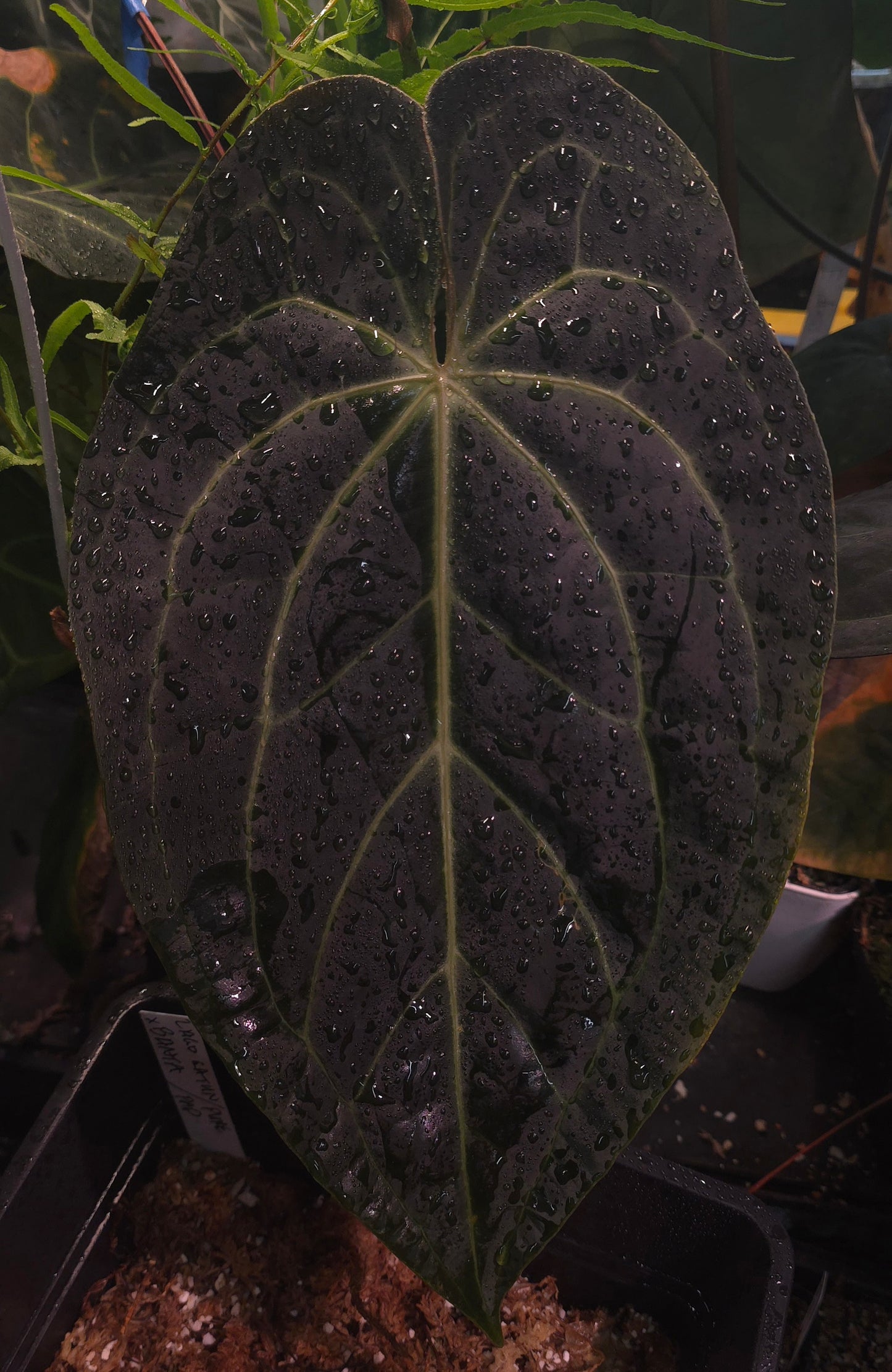 Blue Velvet x (Dark and Handsome x Red Velvet Cake)