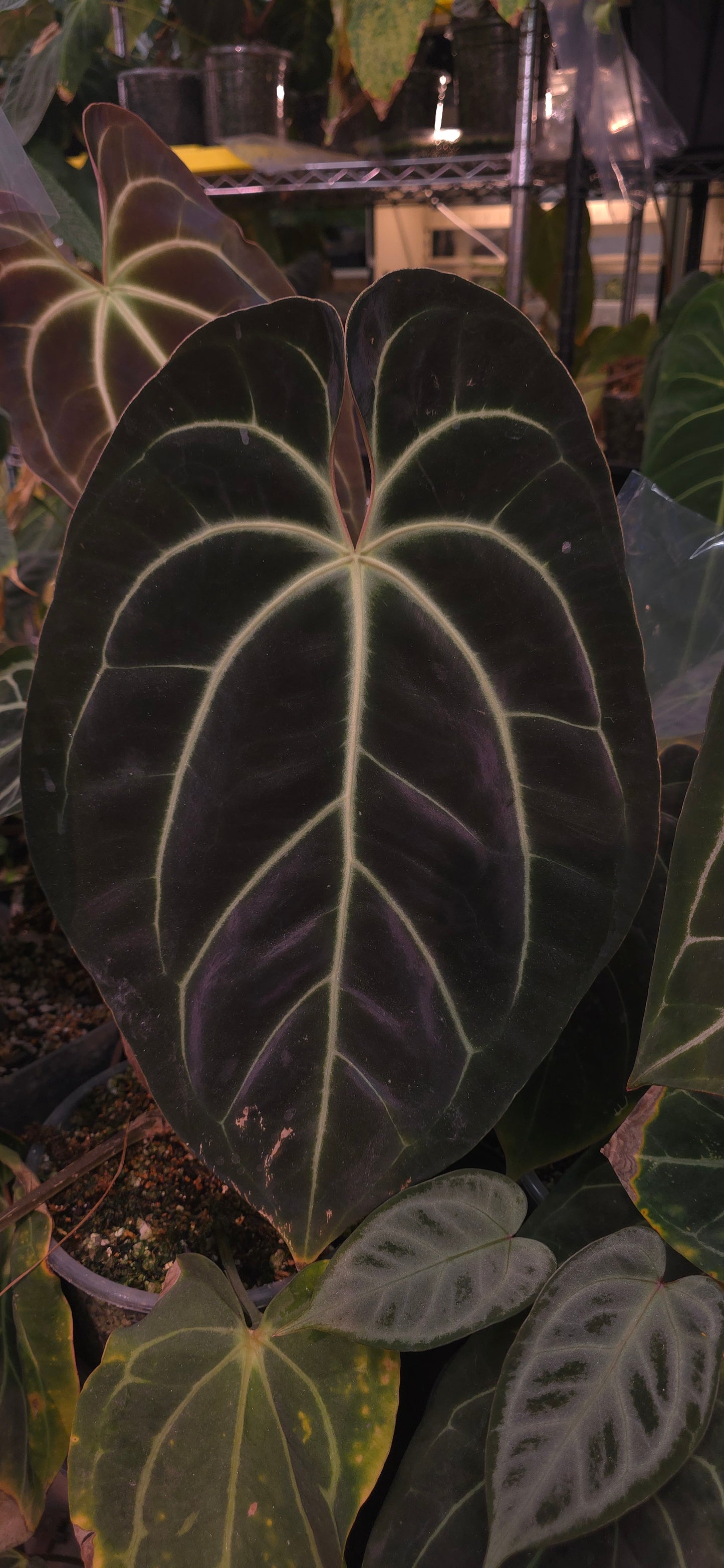 ((AOS x Forgetii) x Coralia) x Bowtie Bess (Formally Rainbow Bess)