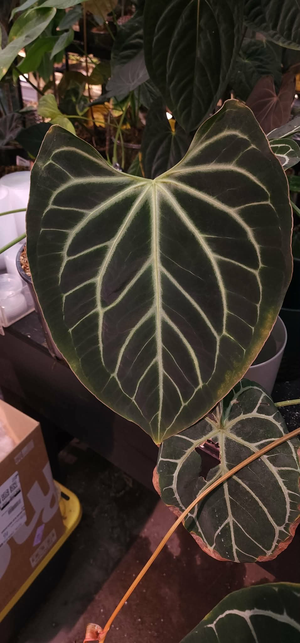 (Michelle F4) x (Bess ‘Chonky’)