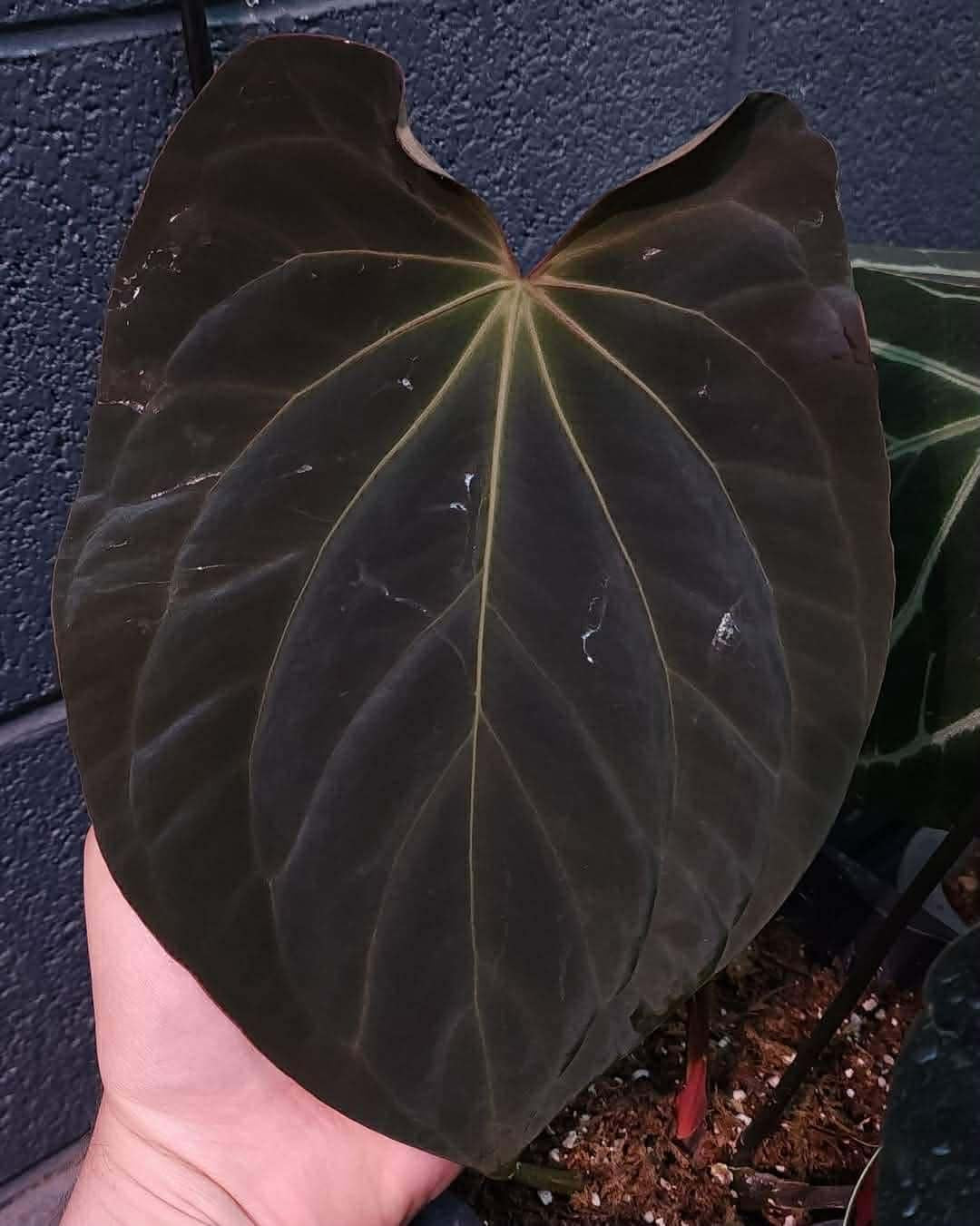 (FSRL) x (Bess ‘Spider’ x BVEP)