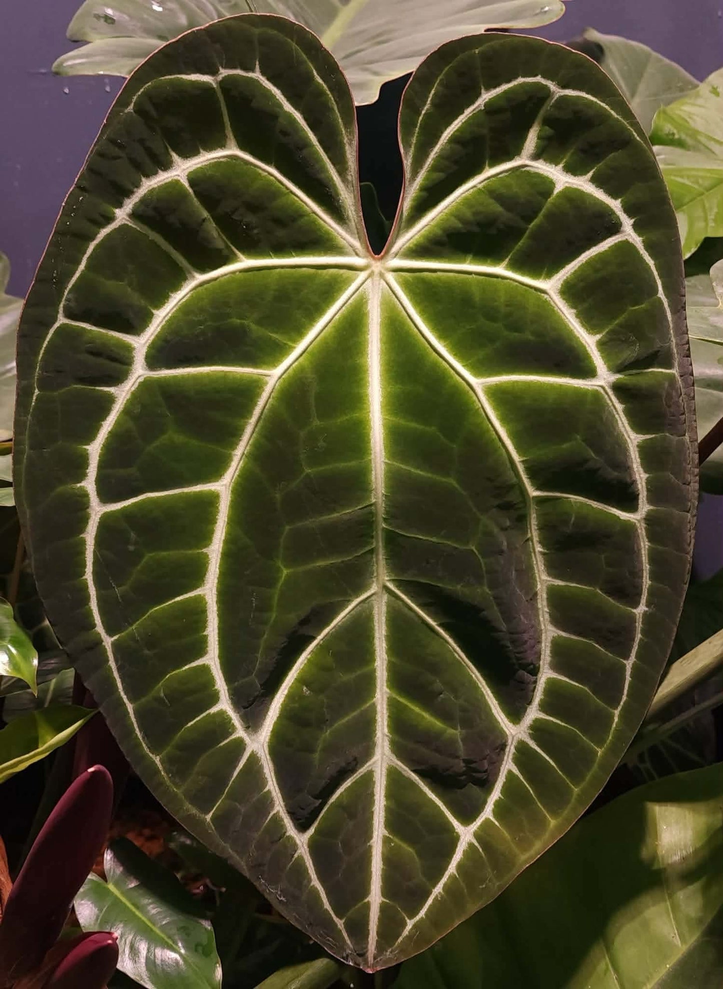 (Magnificum) x (Pink Lemonade)
