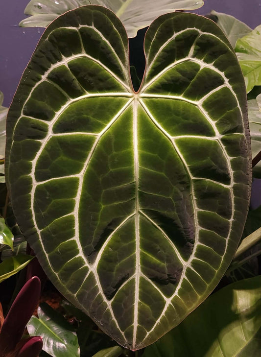 (Magnificum) x (Pink Lemonade)