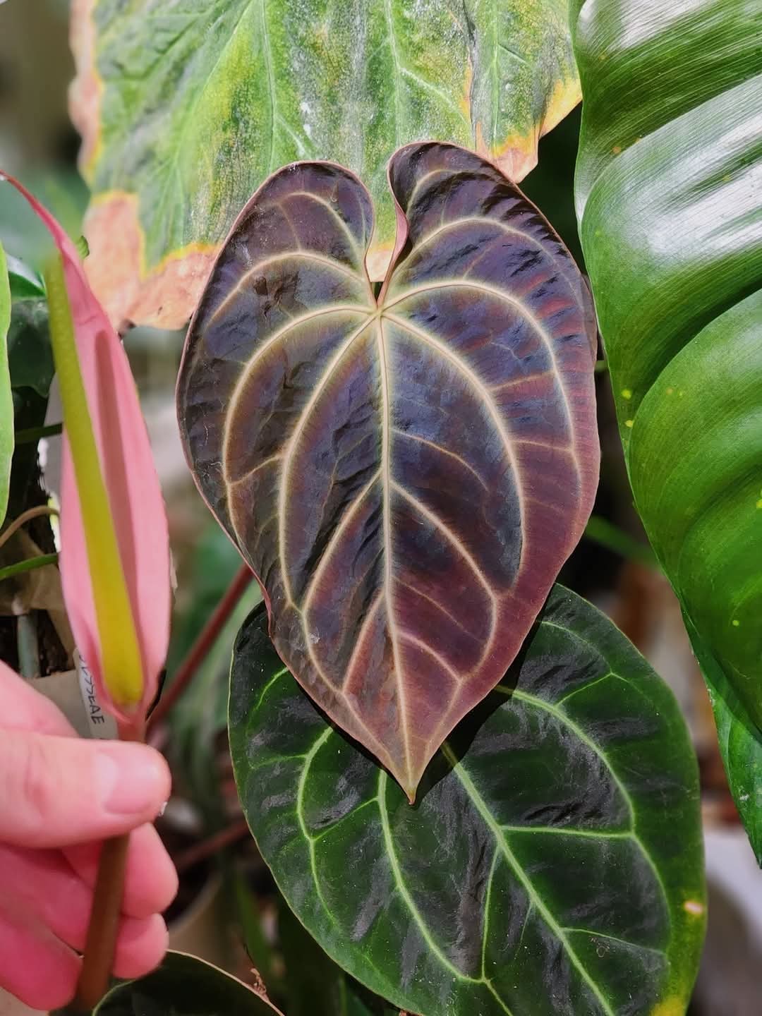 (Mag Verde x Bess ‘Rainbow’)