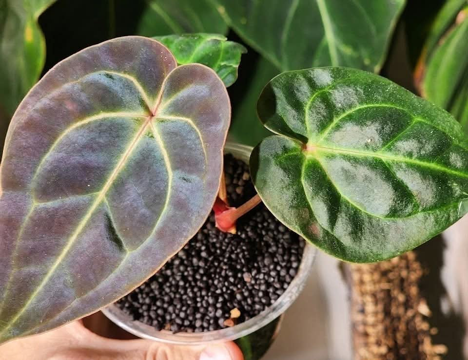 (Mag Verde x Bess ‘Rainbow’)