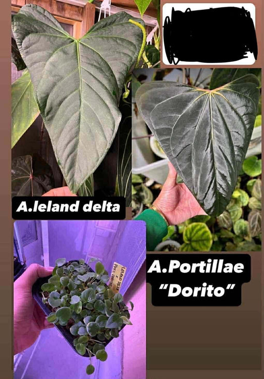 (Leland Delta) x (Dorito)