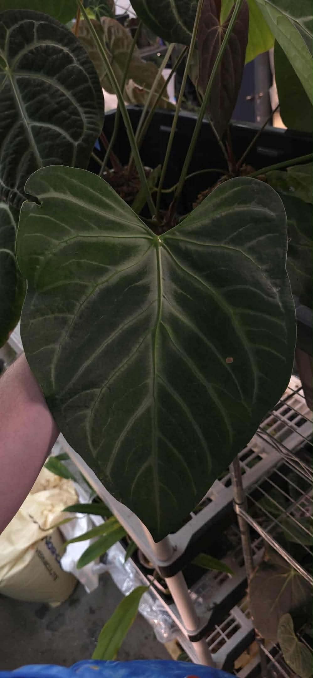 (Dressx ‘The Vader’) x (Pink Lemonade x Rioclarense Wild Type)
