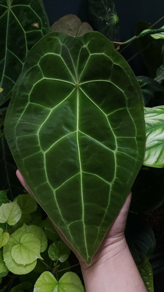 (AOS x Forgetii) x (Pink Lemonade x Black Widow Michelle)