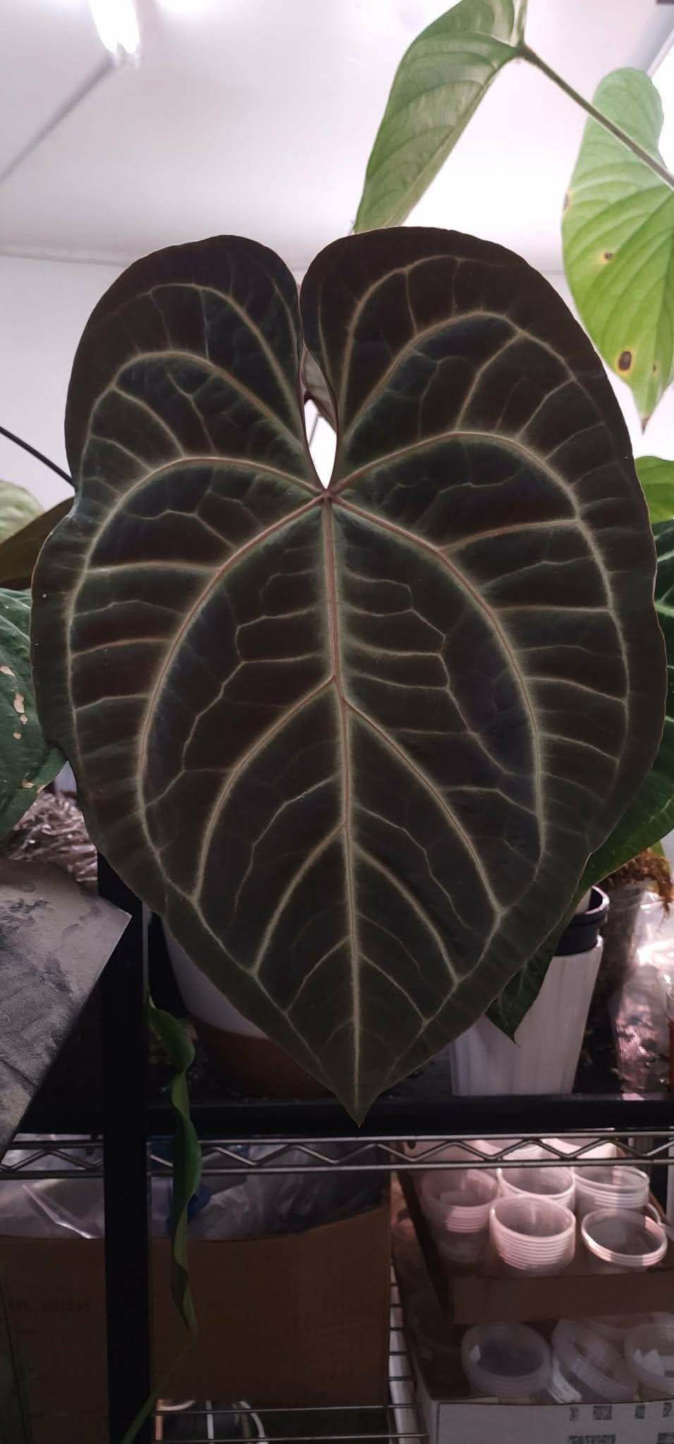 (Pink Lemonade x RC) x (Var. Pap)
