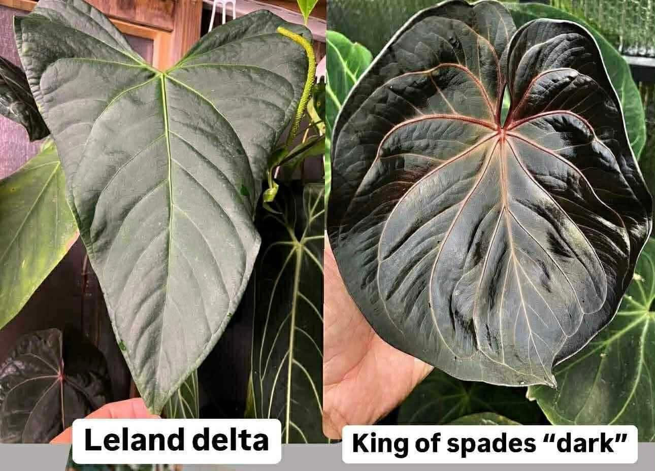 (Leland Delta) x (KOS ‘Dark’)