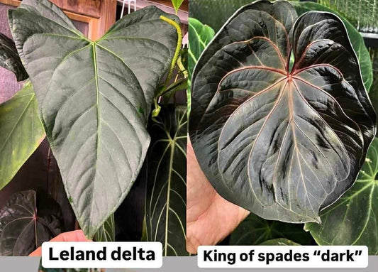 (Leland Delta) x (KOS ‘Dark’)