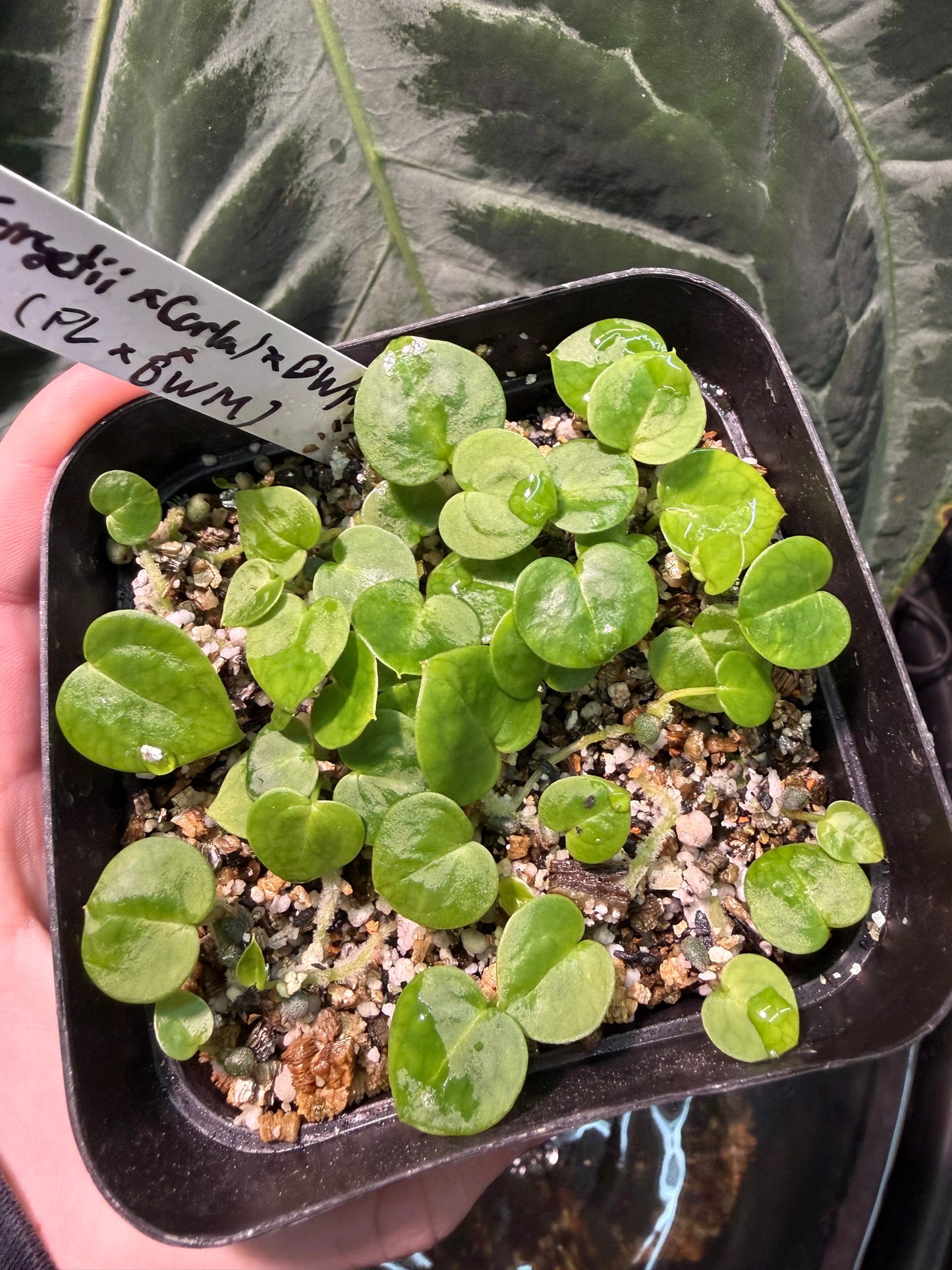((Forgetii x Carla) x Black Widow Michelle) x (Pink Lemonade x Black Widow Michelle)