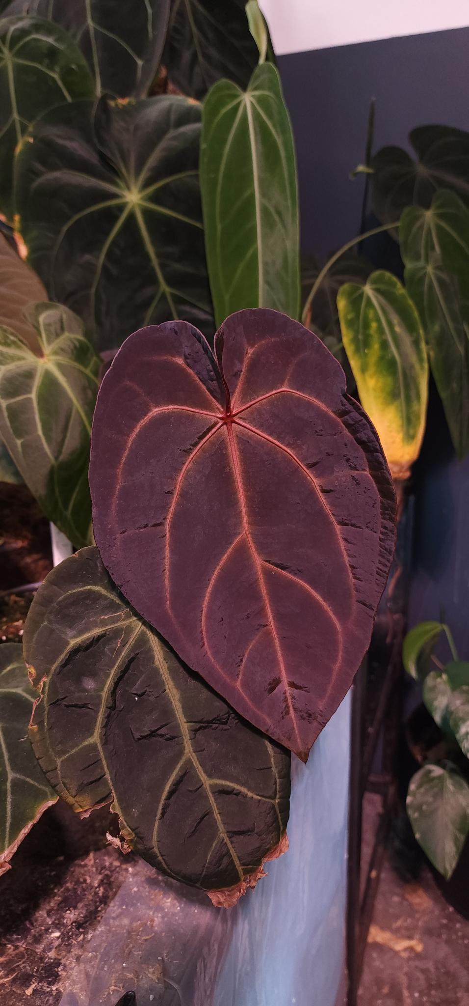 FSRL x (Dark and Handsome x Red Velvet Cake (DHRVC)) Seedling