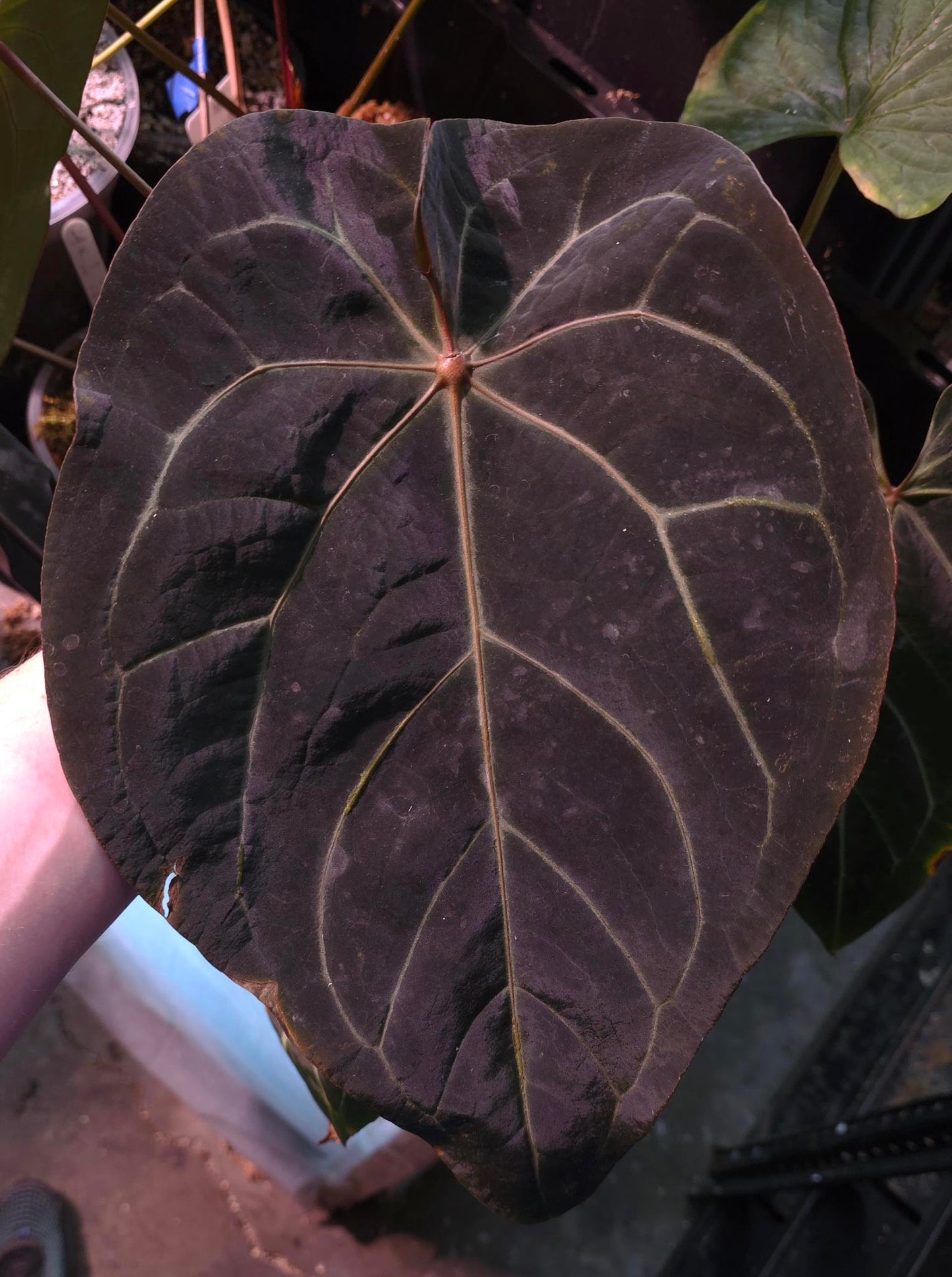 FSRL x (Dark and Handsome x Red Velvet Cake (DHRVC)) Seedling
