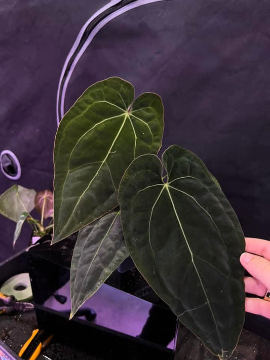 (Crystal x Windy Dressleri) x (AOS DF x BVEP)