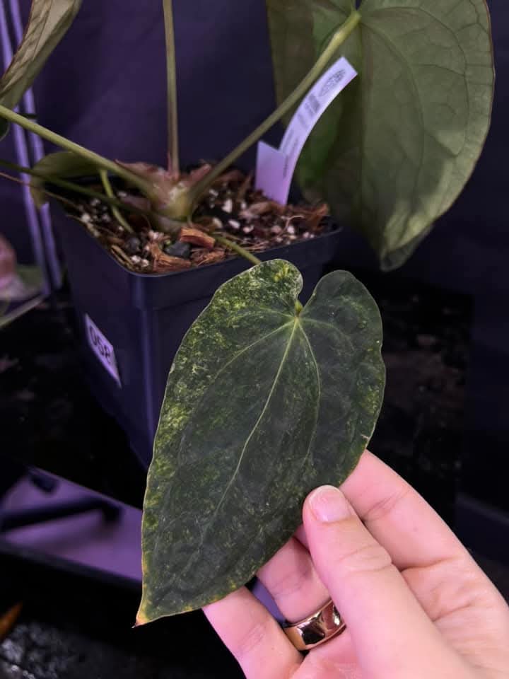 (Crystal x Windy Dressleri) x (AOS DF x BVEP)