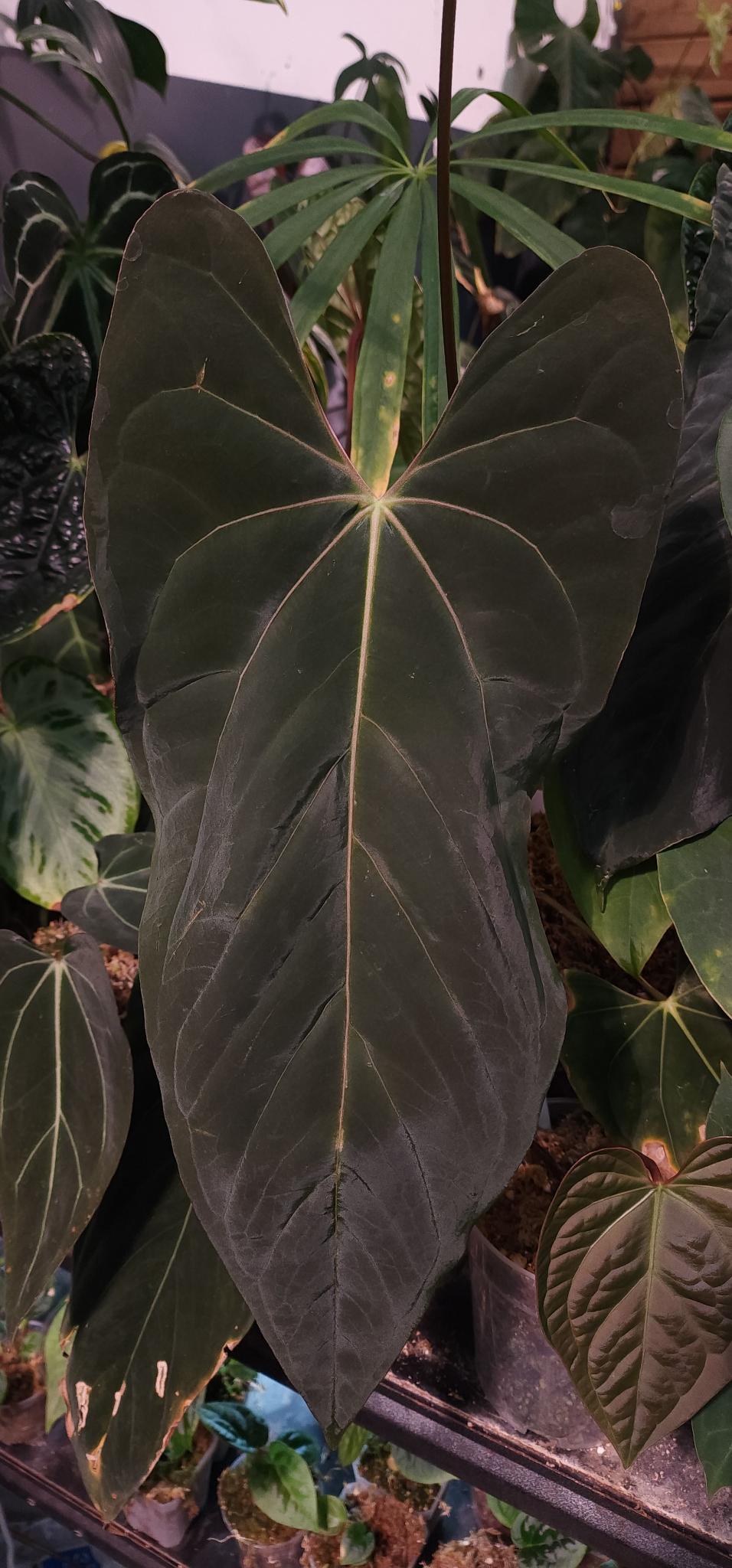 FSRL x (Dark and Handsome x Red Velvet Cake (DHRVC)) Seedling