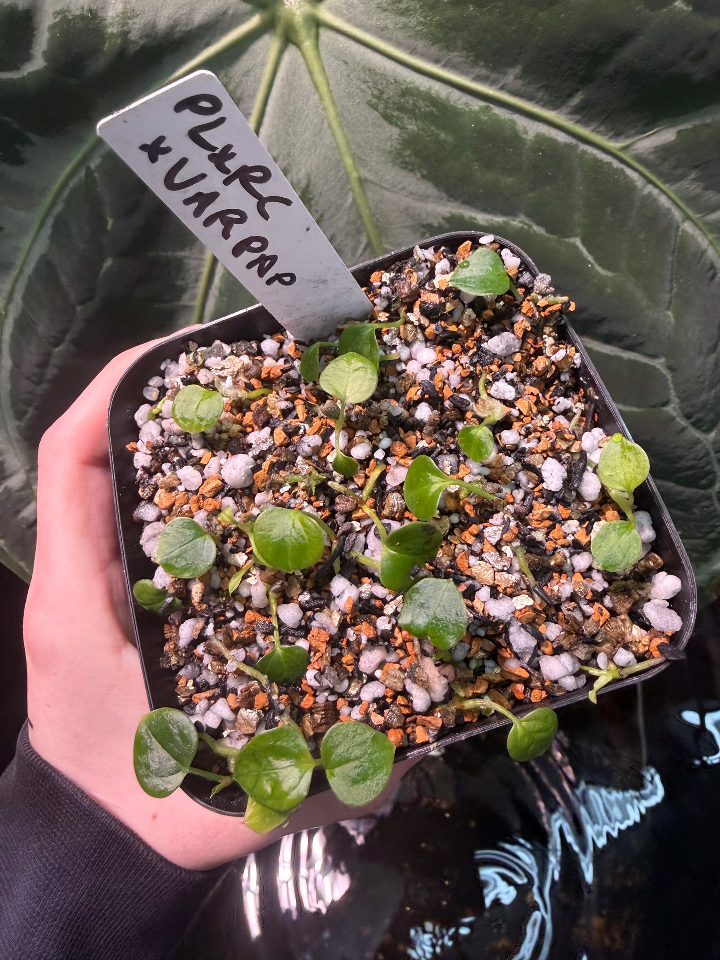 (Pink Lemonade x RC) x (Var. Pap)