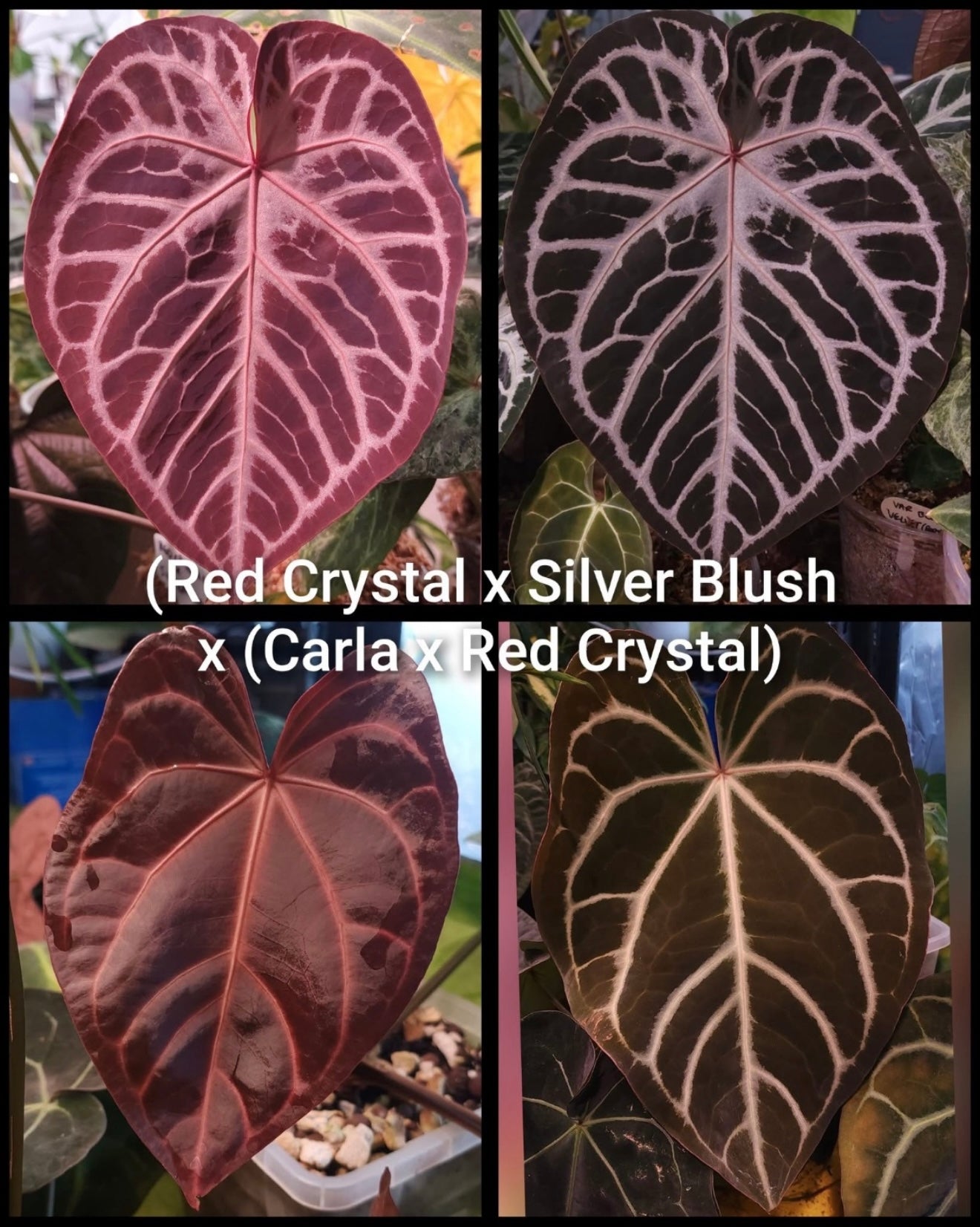 (RC x Silver Blush) x (Carla x RC)