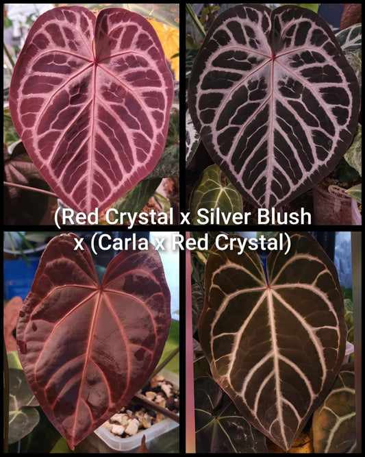 (RC x Silver Blush) x (Carla x RC)