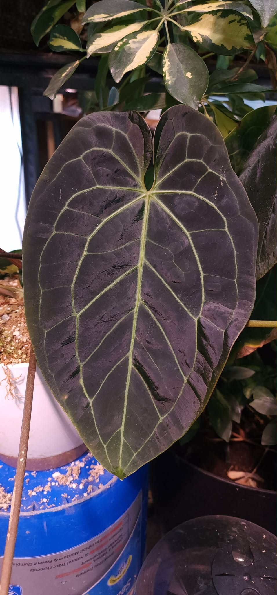 Blue Velvet x (Dark and Handsome x Red Velvet Cake)