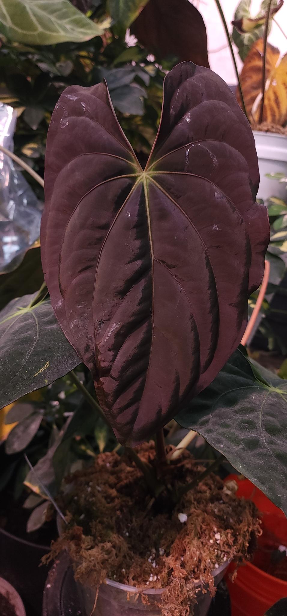 Pandamonium x (Dark and Handsome x Red Velvet Cake (DHRVC)) Seedling