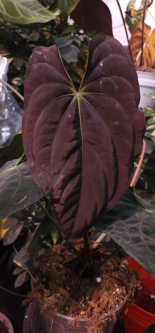 Pandamonium x (Dark and Handsome x Red Velvet Cake (DHRVC)) Seedling