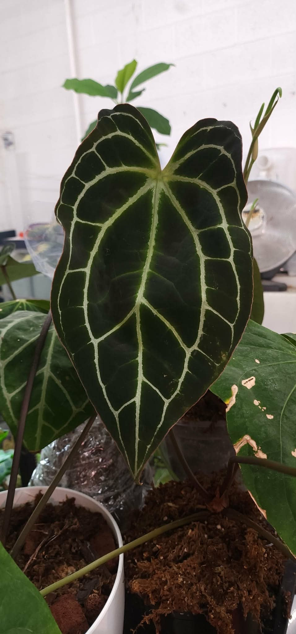(RG Dressx) x (Crystallinum ‘Wavy’)