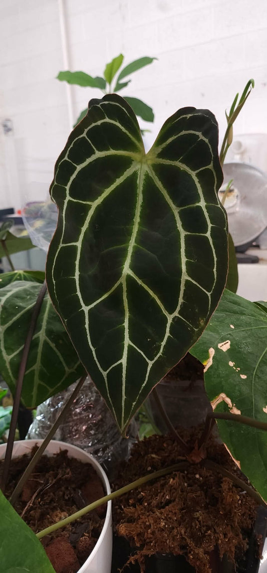 (RG Dressx) x (Crystallinum ‘Wavy’)