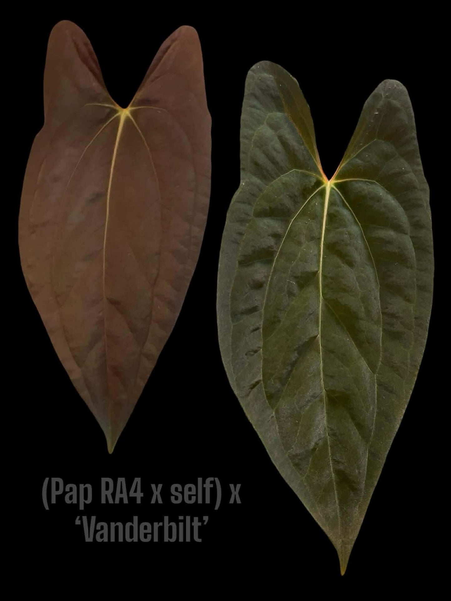 ((Pap ‘RA4’ x Self) x (Vanderbilt)) x (Coralia)