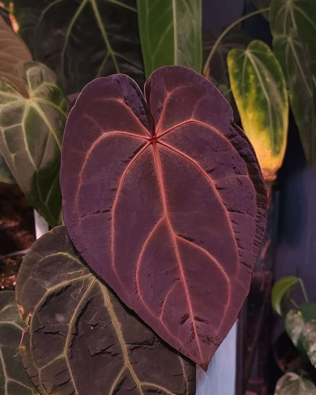 (Pandemonium) x (Dark and Handsome x Red Velvet Cake)