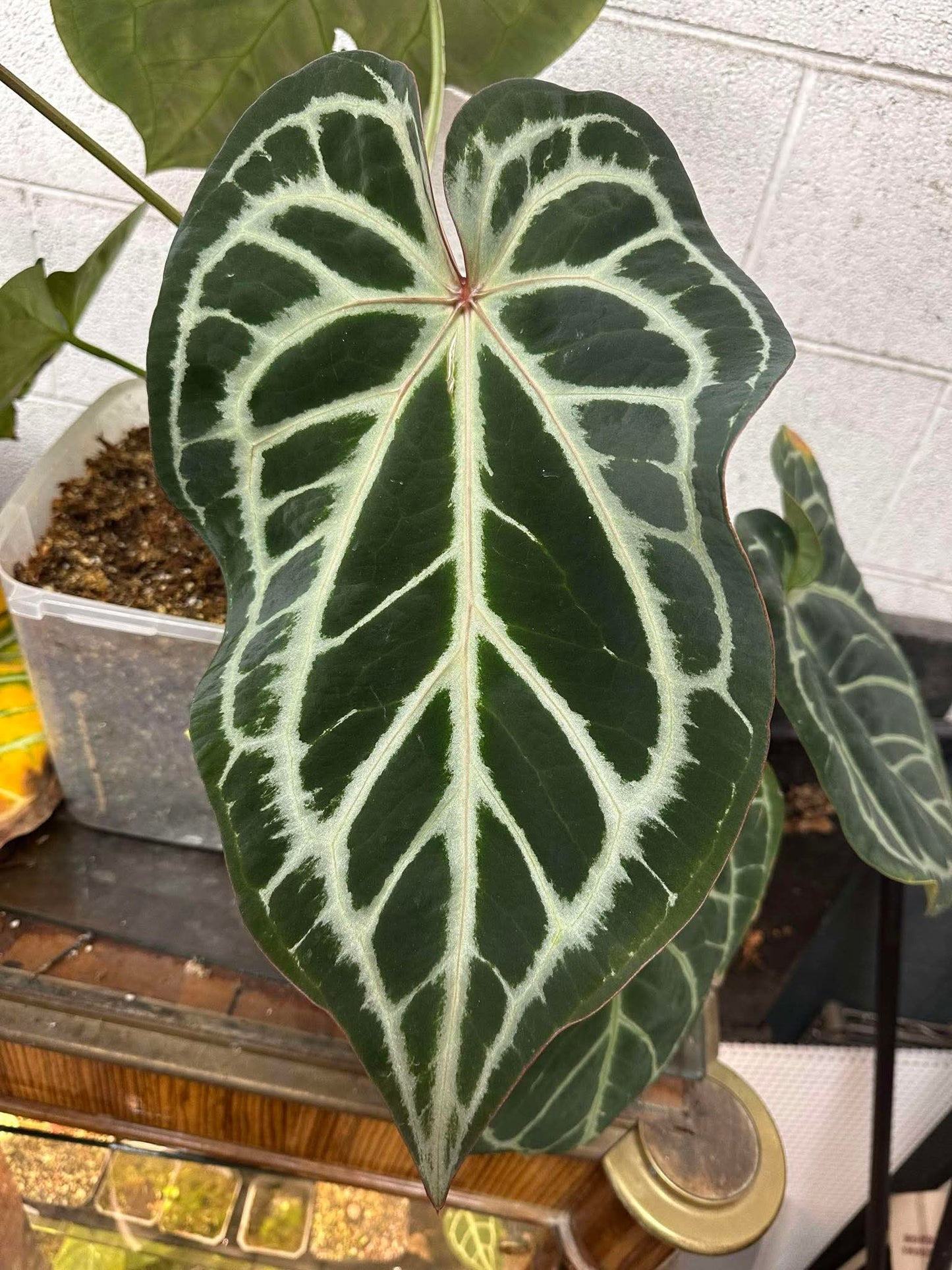 x2 Magnificum x Silver Blush