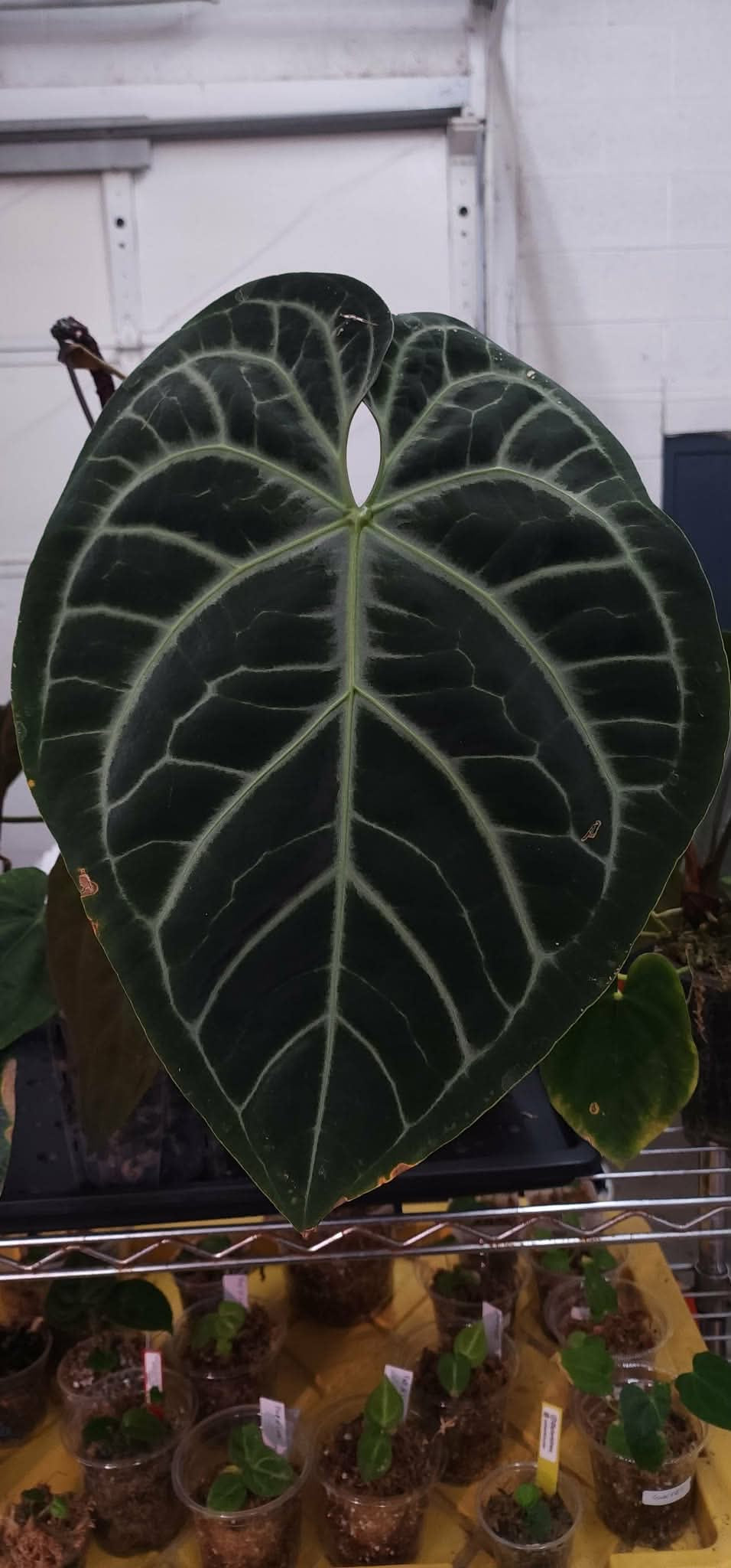 (Pink Lemonade x RC) x (Sp. Trilobe)